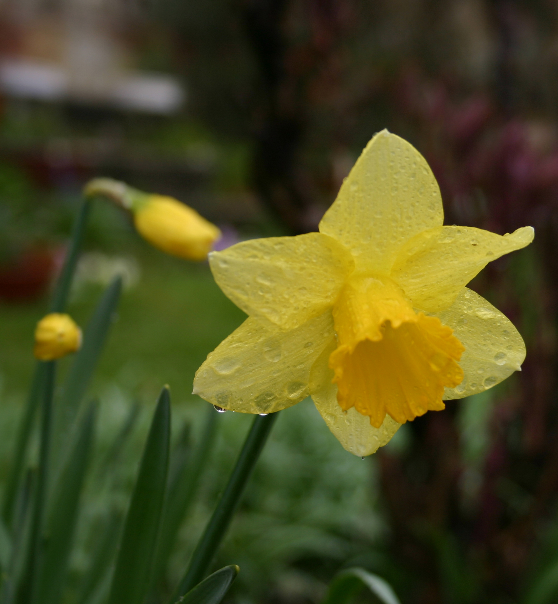 Support Daffodil Day tomorrow! IMAGE