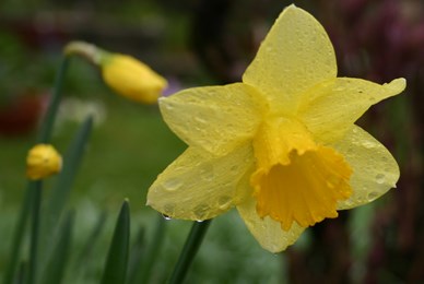 Support Daffodil Day tomorrow! IMAGE